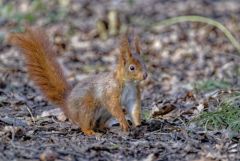 Ecureuil roux - Sciurus vulgaris - Eurasian Red Squirrel<br>Région parisienne