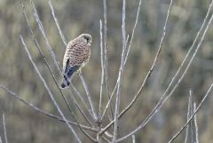Faucon crécerelle ♀ - Falco tinnunculus - Common Kestrel<br>Région Parisienne
