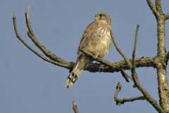 Faucon crécerelle ♂ - Falco tinnunculus - Common Kestrel<br>Région Parisienne