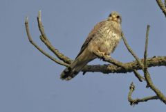 Faucon crécerelle ♂ - Falco tinnunculus - Common Kestrel<br>Région Parisienne