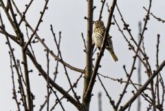 Grive musicienne - Turdus philomelos - Song Thrush<br>Région parisienne