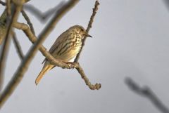 Grive musicienne - Turdus philomelos - Song Thrush<br>Région parisienne