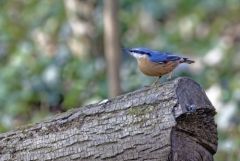 Sittelle torchepot - Sitta europaea - Eurasian Nuthatch<br>Région Parisienne