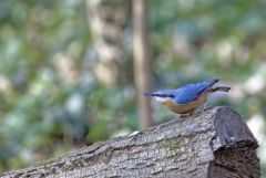 Sittelle torchepot - Sitta europaea - Eurasian Nuthatch<br>Région Parisienne