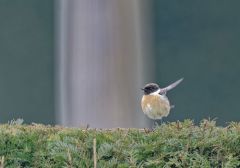 Tarier pâtre ♂ - Saxicola rubicola - European Stonechat<br>Région Parisienne