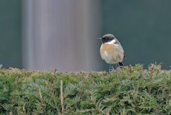 Tarier pâtre ♂ - Saxicola rubicola - European Stonechat<br>Région Parisienne