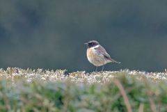 Tarier pâtre ♂ - Saxicola rubicola - European Stonechat<br>Région Parisienne