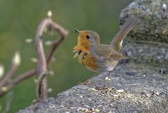 Rougegorge familier - Erithacus rubecula - European Robin<br>Vendée