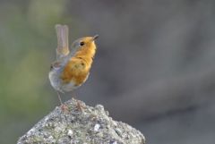 Rougegorge familier - Erithacus rubecula - European Robin<br>Vendée