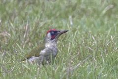 Pic vert ♂ - Picus viridis - European Green Woodpecker<br>Région parisienne