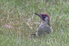 Pic vert ♂ - Picus viridis - European Green Woodpecker<br>Région parisienne