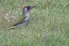 Pic vert ♂ - Picus viridis - European Green Woodpecker<br>Région parisienne
