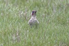 Pic vert ♂ - Picus viridis - European Green Woodpecker<br>Région parisienne