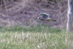 Faucon crécerelle ♀ - Falco tinnunculus - Common Kestrel<br>Région Parisienne