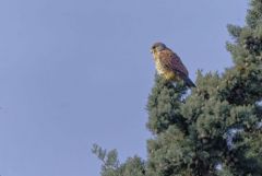 Faucon crécerelle ♂ - Falco tinnunculus - Common Kestrel<br>Région Parisienne