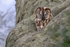 Chouette hulotte - Strix aluco - Tawny Owl<br>Région parisienne