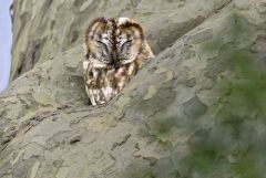 Chouette hulotte - Strix aluco - Tawny Owl<br>Région parisienne