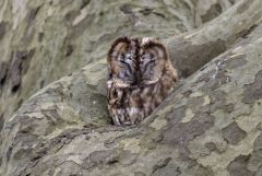 Chouette hulotte - Strix aluco - Tawny Owl<br>Région parisienne