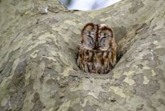 Chouette hulotte - Strix aluco - Tawny Owl<br>Région parisienne