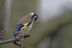 Chardonneret élégant - Carduelis carduelis - European Goldfinch<br>Région parisienne