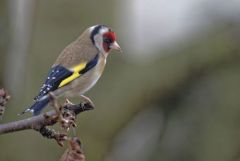 Chardonneret élégant - Carduelis carduelis - European Goldfinch<br>Région parisienne