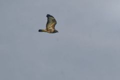 Buse variable - Buteo buteo - Common Buzzard<br>Région Parisienne