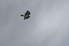 Buse variable - Buteo buteo - Common Buzzard<br>Région Parisienne