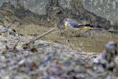 Bergeronnette des ruisseaux - Motacilla cinerea - Grey Wagtail<br>Région parisienne
