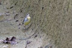 Bergeronnette des ruisseaux - Motacilla cinerea - Grey Wagtail<br>Région parisienne