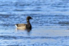 Bernache cravant - Branta bernicla - Brant Goose<br>Vendée