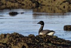 Bernache cravant - Branta bernicla - Brant Goose<br>Vendée