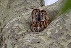 Chouette hulotte - Strix aluco - Tawny Owl<br>Région parisienne