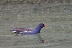 Gallinule poule-d'eau - Gallinula chloropus - Common Moorhen<br>Région Parisienne