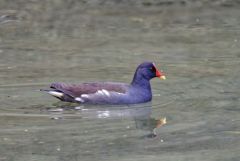 Gallinule poule-d'eau - Gallinula chloropus - Common Moorhen<br>Région Parisienne