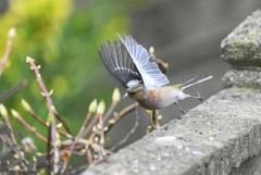 Pinson des arbres - Fringilla coelebs - Eurasian Chaffinch<br>Région parisienne