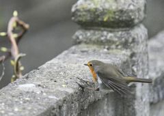 Rougegorge familier - Erithacus rubecula - European Robin<br>Vendée