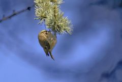 Roitelet huppé - Regulus regulus - Goldcrest<br>Région parisienne