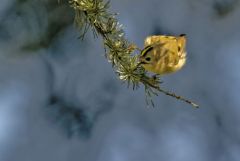Roitelet huppé - Regulus regulus - Goldcrest<br>Région parisienne