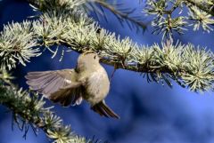 Roitelet huppé - Regulus regulus - Goldcrest<br>Région parisienne