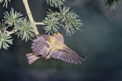 Roitelet huppé - Regulus regulus - Goldcrest<br>Région parisienne