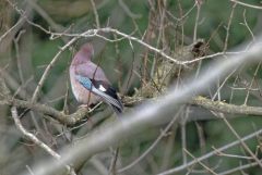 Geai des chênes - Garrulus glandarius - Eurasian Jay<br>Région Parisienne