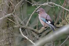 Geai des chênes - Garrulus glandarius - Eurasian Jay<br>Région Parisienne