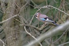 Geai des chênes - Garrulus glandarius - Eurasian Jay<br>Région Parisienne