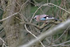 Geai des chênes - Garrulus glandarius - Eurasian Jay<br>Région Parisienne