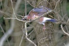Geai des chênes - Garrulus glandarius - Eurasian Jay<br>Région Parisienne