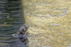 Crapaud commun - Bufo bufo - Common toad<br>Vendée
