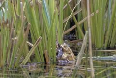 Crapaud commun - Bufo bufo - Common toad<br>Vendée