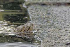 Crapaud commun - Bufo bufo - Common toad<br>Vendée