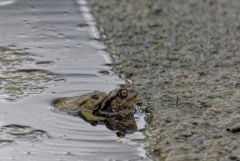 Crapaud commun - Bufo bufo - Common toad<br>Vendée