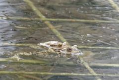 Crapaud commun - Bufo bufo - Common toad<br>Vendée